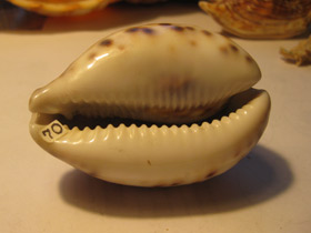 Смотреть фото Тигровая ципрея Фото Тигровая ципрея