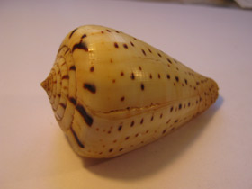 Смотреть фото Берёзовый конус Фото Берёзовый конус