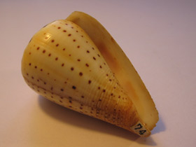 Смотреть фото Берёзовый конус Фото Берёзовый конус