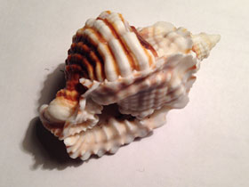 Смотреть фото Дисторсио анус Фото Дисторсио анус