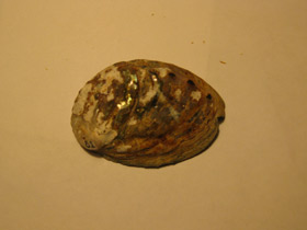 Смотреть фото Халиотисы Фото Халиотисы