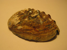 Смотреть фото Халиотисы Фото Халиотисы