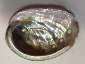 Смотреть фото Халиотисы Фото Халиотисы