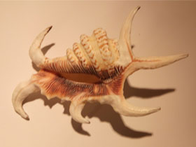 Смотреть фото Подагрический лямбис Фото Подагрический лямбис