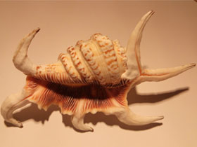 Смотреть фото Подагрический лямбис Фото Подагрический лямбис