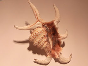 Смотреть фото Подагрический лямбис Фото Подагрический лямбис