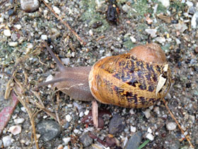Смотреть фото Садовая улитка Фото Садовая улитка