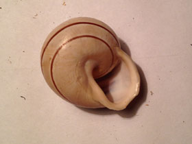 Смотреть фото Садовая улитка Фото Садовая улитка