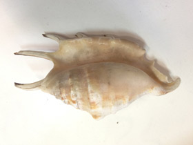 Смотреть фото Обыкновенный лямбис Фото Обыкновенный лямбис