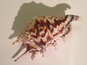 Смотреть фото Обыкновенный лямбис Фото Обыкновенный лямбис