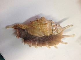 Смотреть фото Лямбис многоножка Фото Лямбис многоножка