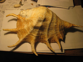 Смотреть фото Гигантский лямбис Фото Гигантский лямбис