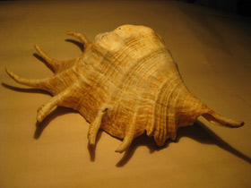 Смотреть фото Гигантский лямбис Фото Гигантский лямбис