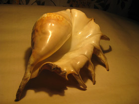 Смотреть фото Гигантский лямбис Фото Гигантский лямбис