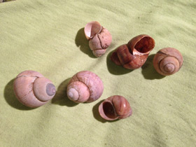 Фото Литорины