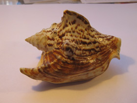 Фото Стромбус Петушиный хвост