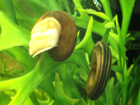 Фото Роговая мариса