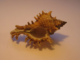 Смотреть фото Ветвистый мурекс Фото Ветвистый мурекс