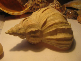 Смотреть фото Многоребристая нептунея Фото Многоребристая нептунея