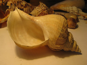 Смотреть фото Многоребристая нептунея Фото Многоребристая нептунея