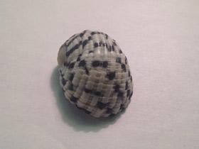 Фото Текстильная нерита