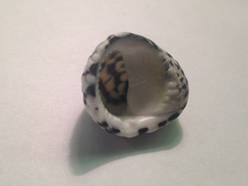 Фото Текстильная нерита