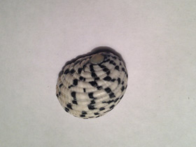 Фото Текстильная нерита