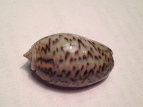 Смотреть фото Луковичная олива Фото Луковичная олива