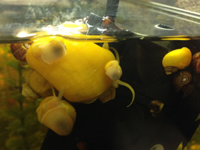 Фото Обыкновенная ампуллярия