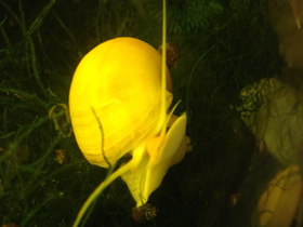 Фото Обыкновенная ампуллярия