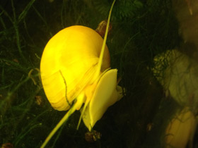 Фото Обыкновенная ампуллярия