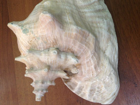 Фото Гигантский стромбус