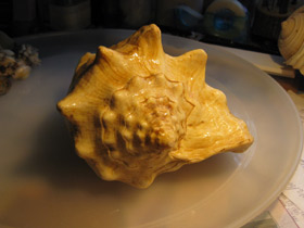 Фото Гигантский стромбус