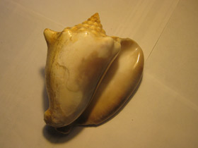 Фото Гигантский стромбус