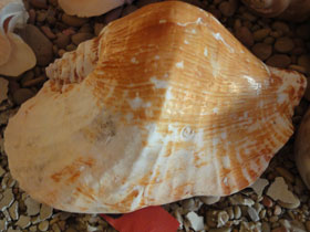 Смотреть фото Широчайший стромбус Фото Широчайший стромбус