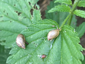 Смотреть фото Обыкновенная янтарка Фото Обыкновенная янтарка