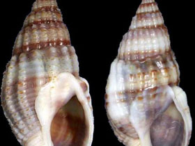 Фото Нассарииды