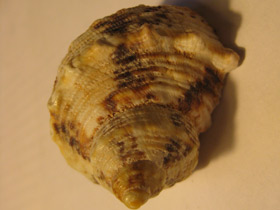 Смотреть фото Турбиниды Фото Турбиниды