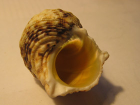 Смотреть фото Турбиниды Фото Турбиниды