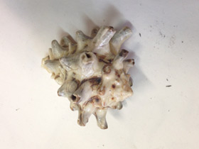 Фото Турбинеллиды