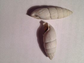 Смотреть фото Эниды Фото Эниды