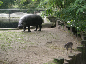Фото Карликовый бегемот