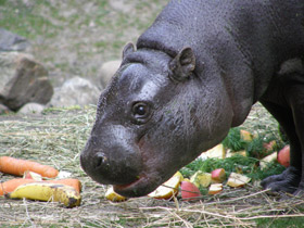 Фото Карликовый бегемот