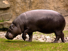 Фото Карликовый бегемот