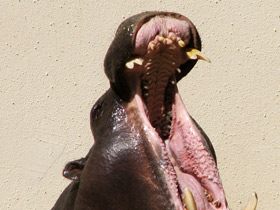 Фото Карликовый бегемот