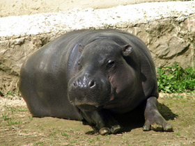 Фото Карликовый бегемот