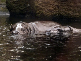 Фото Карликовый бегемот