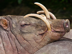 Смотреть фото Бабируса Фото Бабируса