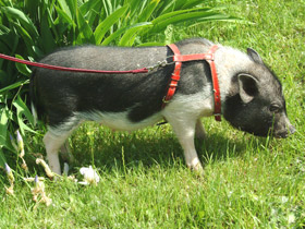 Смотреть фото Мини свинья Фото Мини свинья