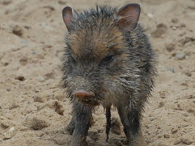 Смотреть фото Ошейниковый пекари Фото Ошейниковый пекари